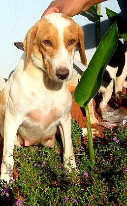 Cachorro ra a Mestiça a coker idade 2 anos nome Lilica