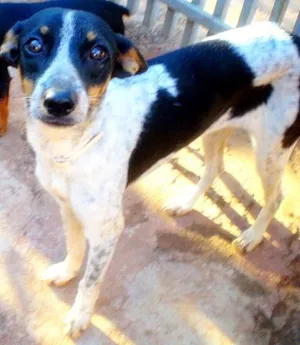 Cachorro raça Mistura pincher/fox idade 7 a 11 meses nome Belinha