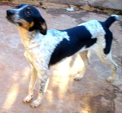 Cachorro ra a Mistura pincher/fox idade 7 a 11 meses nome Belinha