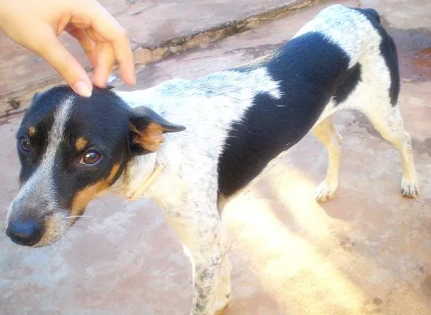 Cachorro ra a Mistura pincher/fox idade 7 a 11 meses nome Belinha