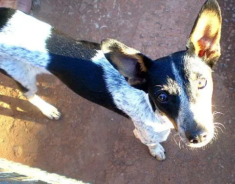 Cachorro ra a Mistura pincher/fox idade 7 a 11 meses nome Belinha