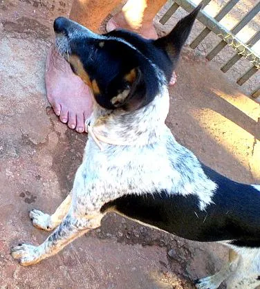 Cachorro ra a Mistura pincher/fox idade 7 a 11 meses nome Belinha