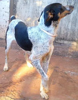 Cachorro ra a Mistura pincher/fox idade 7 a 11 meses nome Belinha