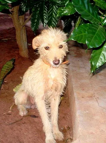 Cachorro ra a SRD idade 3 anos nome Tieta