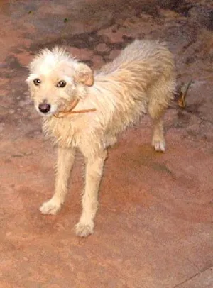 Cachorro raça SRD idade 3 anos nome Tieta