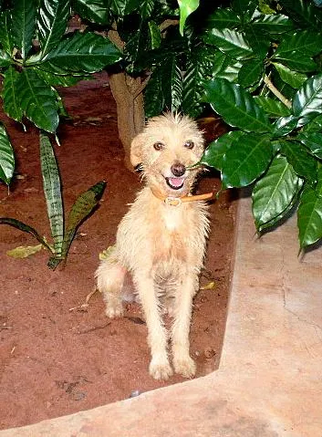 Cachorro ra a SRD idade 3 anos nome Tieta