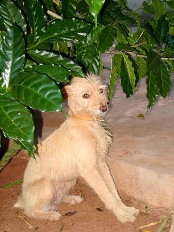 Cachorro ra a SRD idade 3 anos nome Tieta