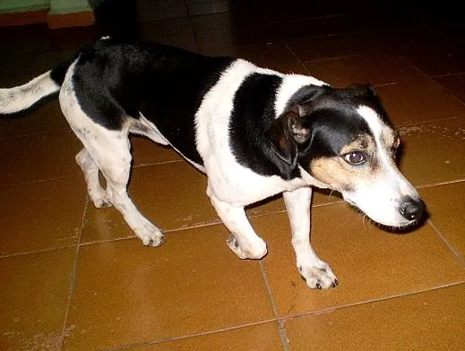 Cachorro ra a fox/paulistinha idade 2 anos nome Lester