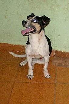 Cachorro ra a fox/paulistinha idade 2 anos nome Lester