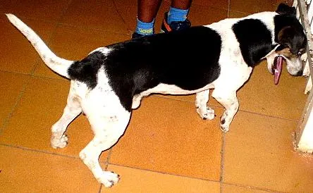 Cachorro ra a fox/paulistinha idade 2 anos nome Lester