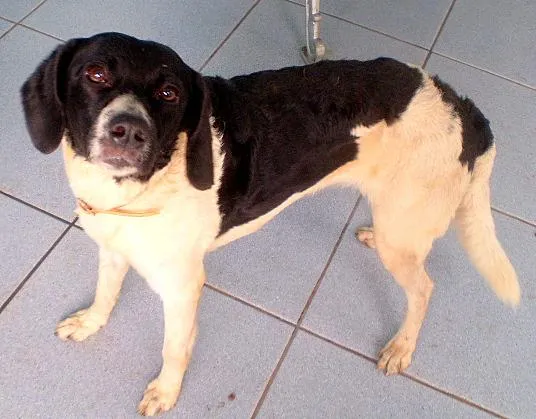 Cachorro ra a SRD idade 1 ano nome Napolitana