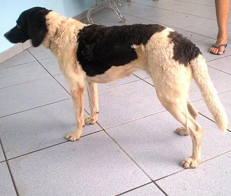 Cachorro ra a SRD idade 1 ano nome Napolitana