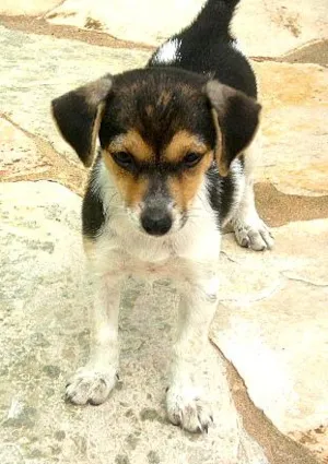 Cachorro raça Mist. Fox Paulistinh idade 2 a 6 meses nome Filhotes (Zorro/Tul