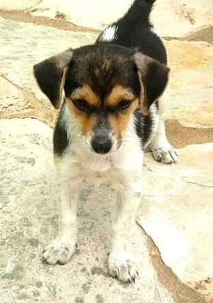 Cachorro ra a Mist. Fox Paulistinh idade 2 a 6 meses nome Filhotes (Zorro/Tul