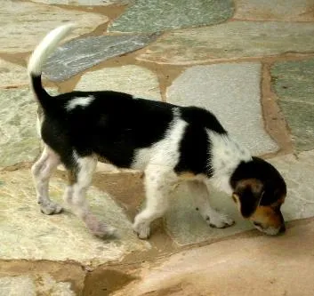 Cachorro ra a Mist. Fox Paulistinh idade 2 a 6 meses nome Filhotes (Zorro/Tul