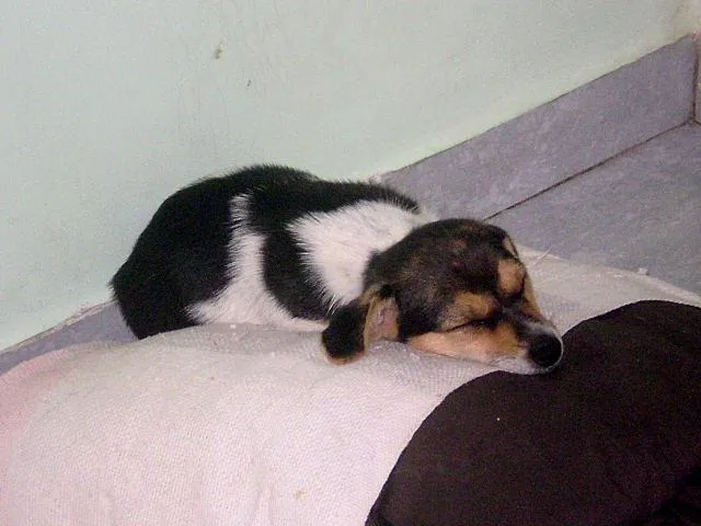 Cachorro ra a Mist. Fox Paulistinh idade 2 a 6 meses nome Filhotes (Zorro/Tul