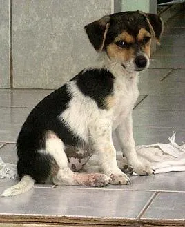 Cachorro ra a Mist. Fox Paulistinh idade 2 a 6 meses nome Filhotes (Zorro/Tul