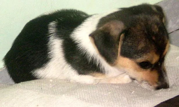 Cachorro ra a Mist. Fox Paulistinh idade 2 a 6 meses nome Filhotes (Zorro/Tul