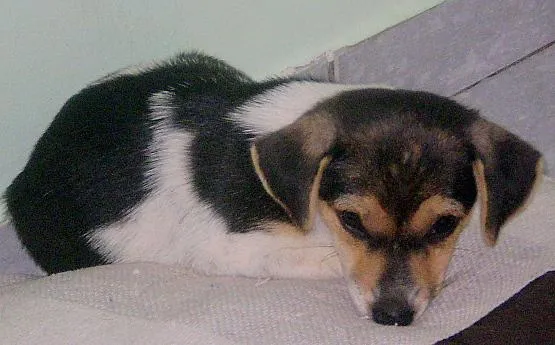 Cachorro ra a Mist. Fox Paulistinh idade 2 a 6 meses nome Filhotes (Zorro/Tul