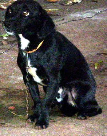 Cachorro ra a Basse c/ Vira lata   idade 2 anos nome Spike