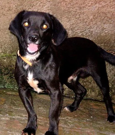 Cachorro ra a Basse c/ Vira lata   idade 2 anos nome Spike