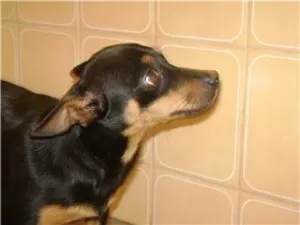 Cachorro raça  idade  nome Encontrada - Rua do