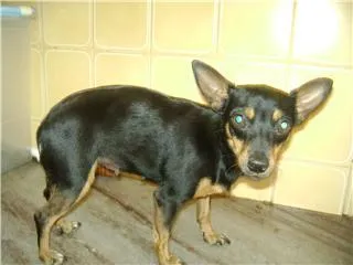 Cachorro ra a  idade  nome Encontrada - Rua do