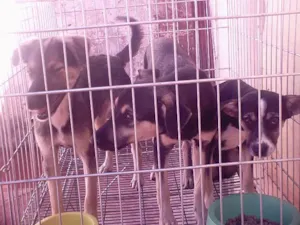Cachorro raça Mestiços Akita idade 2 a 6 meses nome FILHOTES