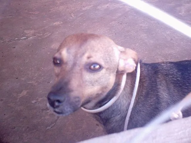 Cachorro ra a  idade  nome Luzia