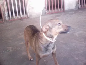 Cachorro raça  idade  nome Luzia