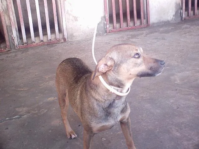 Cachorro ra a  idade  nome Luzia