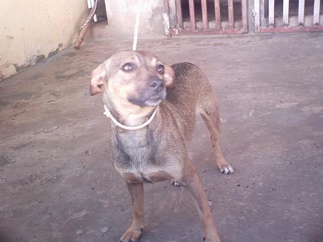 Cachorro ra a  idade  nome Luzia