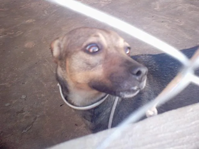 Cachorro ra a  idade  nome Luzia