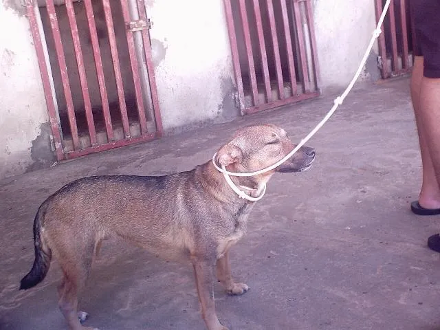 Cachorro ra a  idade  nome Luzia