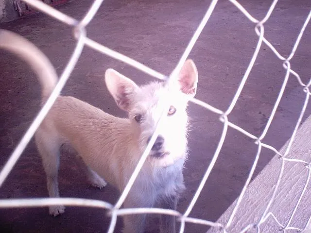 Cachorro ra a  idade 1 ano nome Mel 3