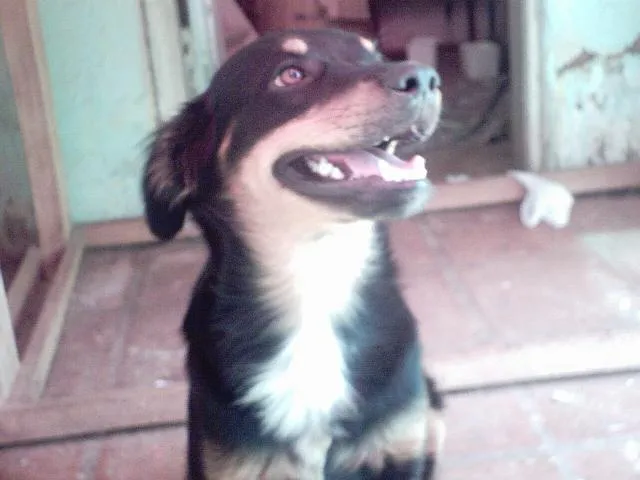 Cachorro ra a Encontrado idade 7 a 11 meses nome Encontrado nas Av. 