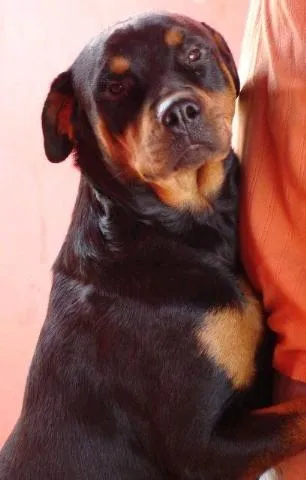 Cachorro ra a Rotweiller idade 4 anos nome Procura - se Taura