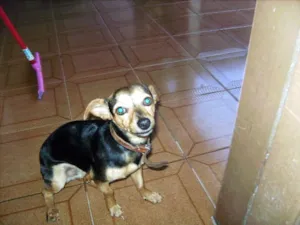 Cachorro raça SRD idade 1 ano nome PIT