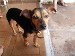 Cachorro raça Procura - se PIT idade  nome Procura - se PIT