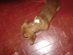 Cachorro raça cofape (salsichinha) idade 2 anos nome zig