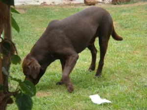 Cachorro raça labrador idade 1 ano nome Choco