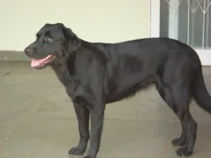 Cachorro raça labrador idade 1 ano nome Puma