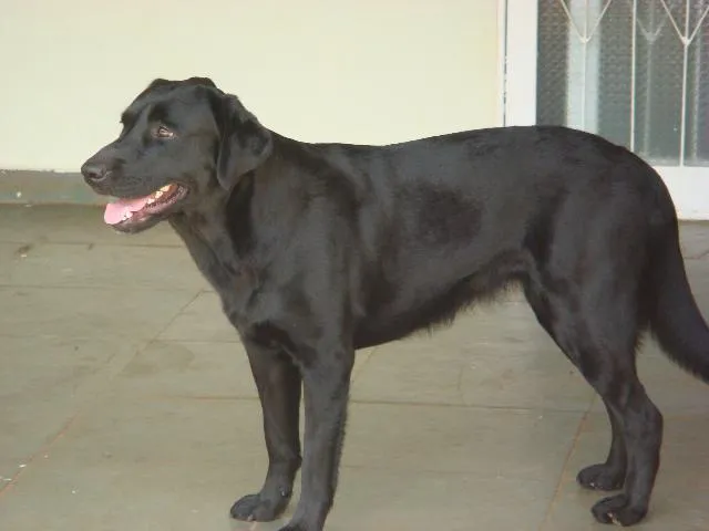 Cachorro ra a labrador idade 1 ano nome Puma