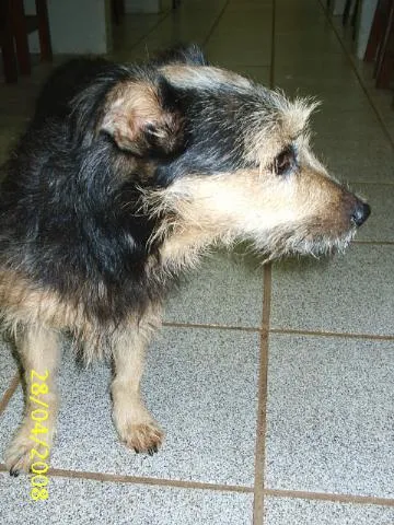 Cachorro ra a SRD idade 1 ano nome Junqueira