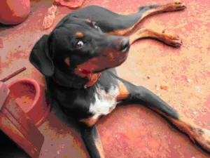 Cachorro raça dobermam/rotiwalei idade 1 ano nome Feroz