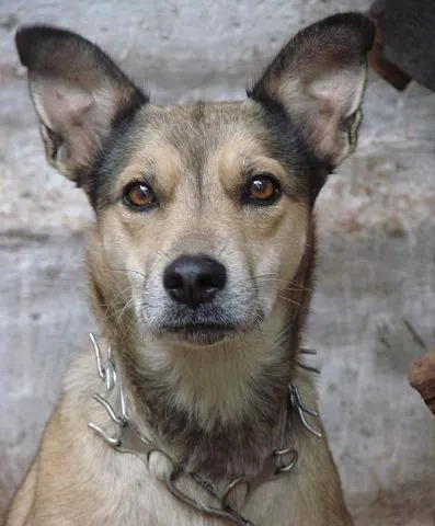 Cachorro ra a Mest. Pastor Alemão idade 5 anos nome Babi