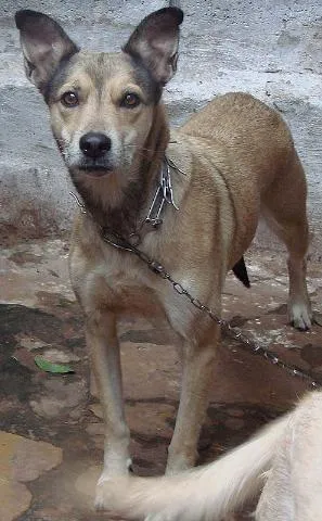 Cachorro raça Mest. Pastor Alemão idade 5 anos nome Babi