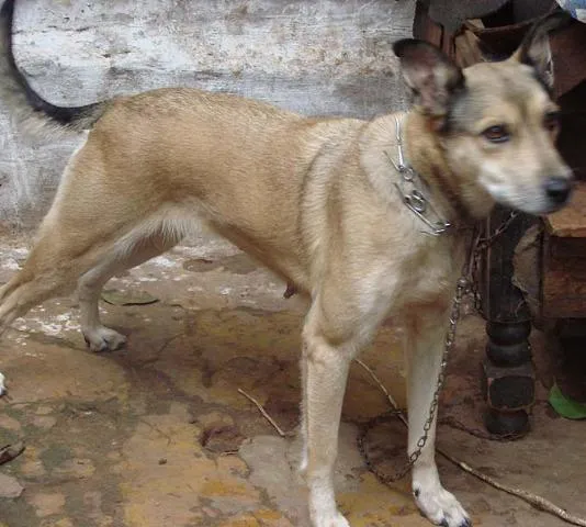 Cachorro ra a Mest. Pastor Alemão idade 5 anos nome Babi