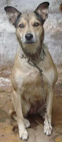 Cachorro ra a Mest. Pastor Alemão idade 5 anos nome Babi