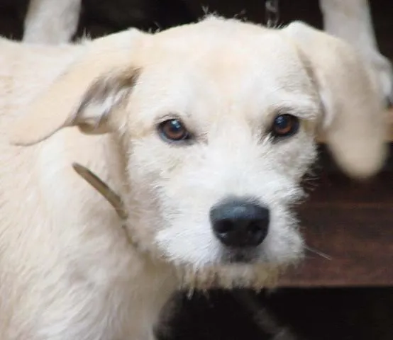 Cachorro ra a Labrador Mest. idade 2 a 6 meses nome Tom NOVINHO